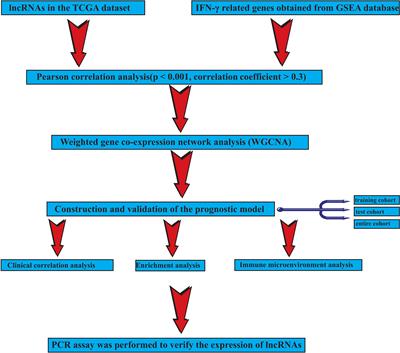 The IFN-γ-related long non-coding RNA signature predicts prognosis and indicates immune microenvironment infiltration in uterine corpus endometrial carcinoma